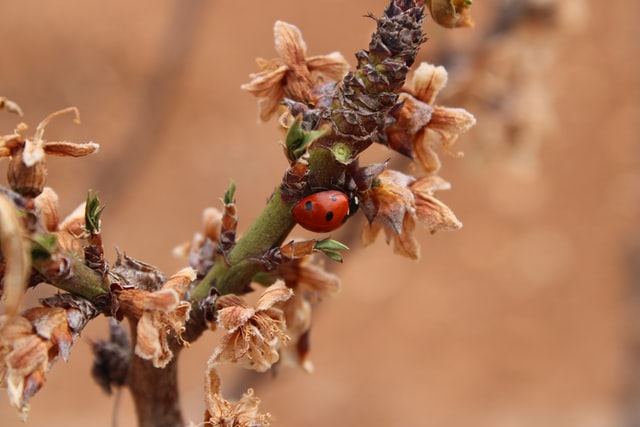 Aphid In Large Trees