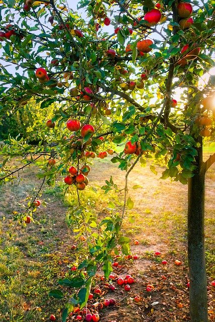 Delicious Fruit Trees