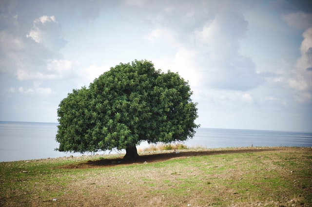 tree require least water