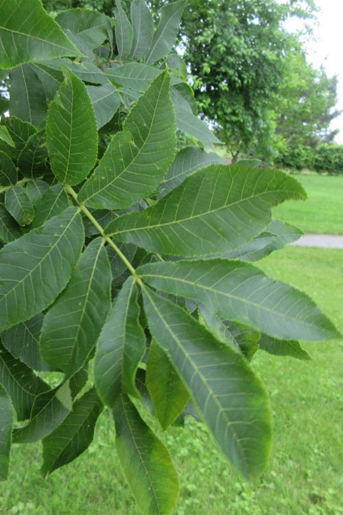 Bitternut Hickory - North American Trees