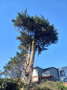 Imperial Tree Removal Service - Daly City CA