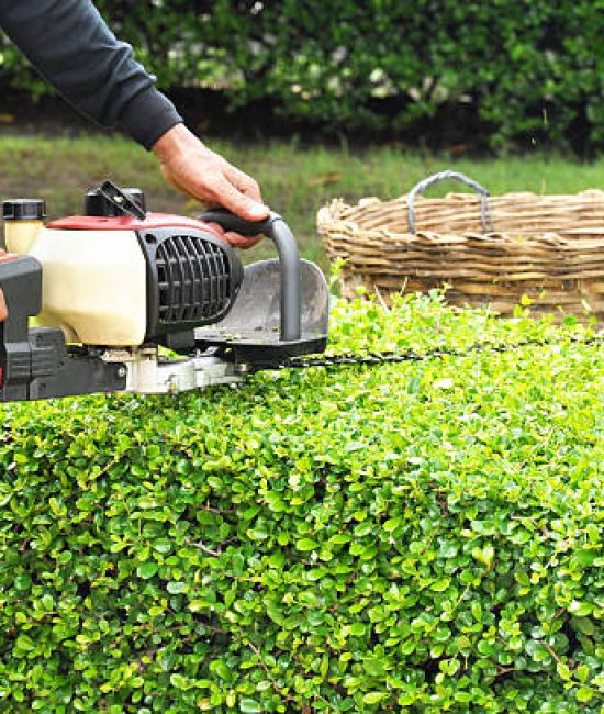 Gardener trimming green bush with trimmer machine
