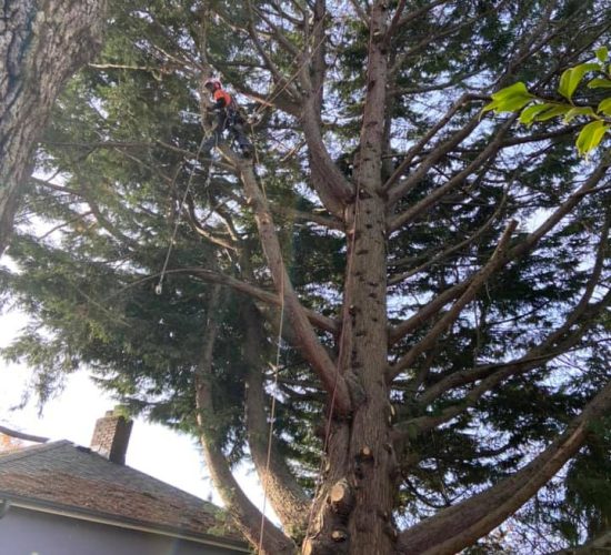 tree_trimming_daly_city